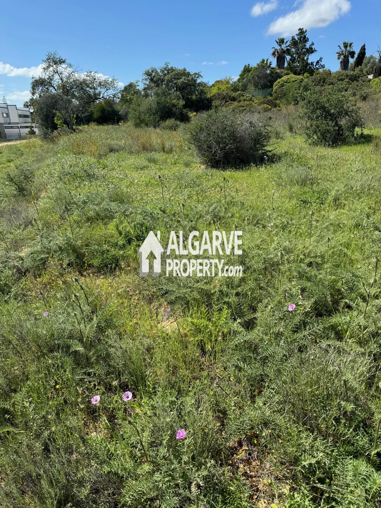 Terreno para Venda em Almancil Foto 2