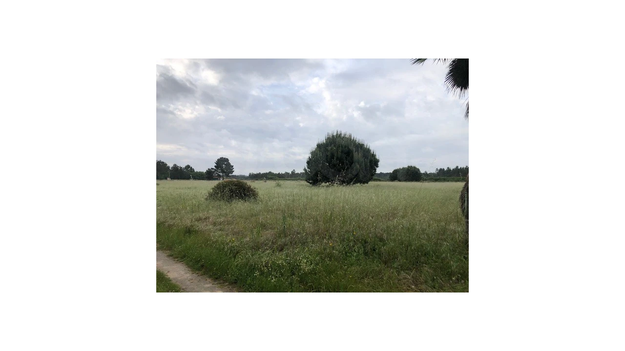 Terreno Agricola ou Rústico para Venda em Santo Estêvão Foto 5