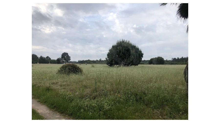Terreno Agricola ou Rústico para Venda em Santo Estêvão Foto 5