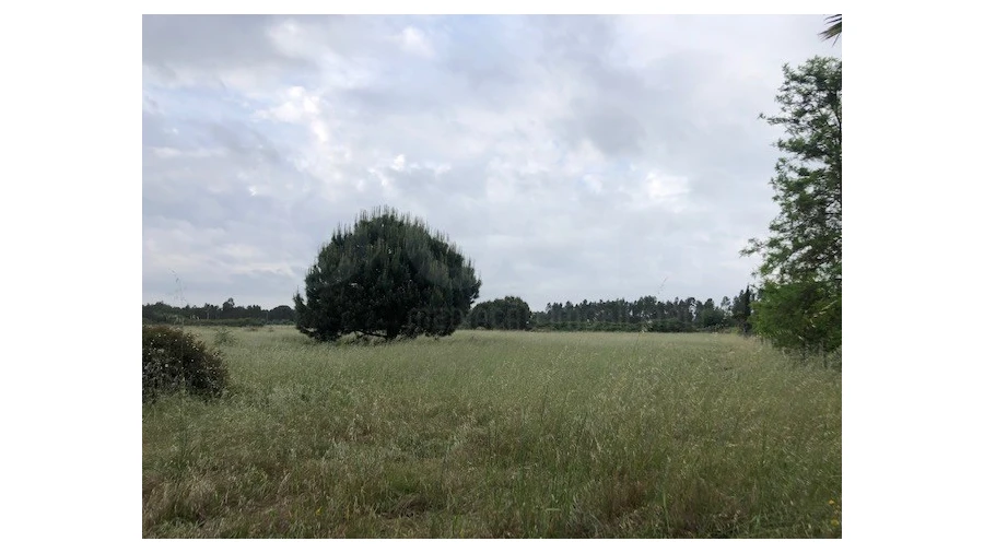 Terreno Agricola ou Rústico para Venda em Santo Estêvão Foto 6