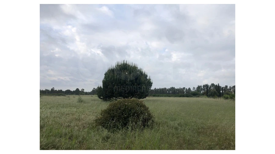 Terreno Agricola ou Rústico para Venda em Santo Estêvão Foto 8