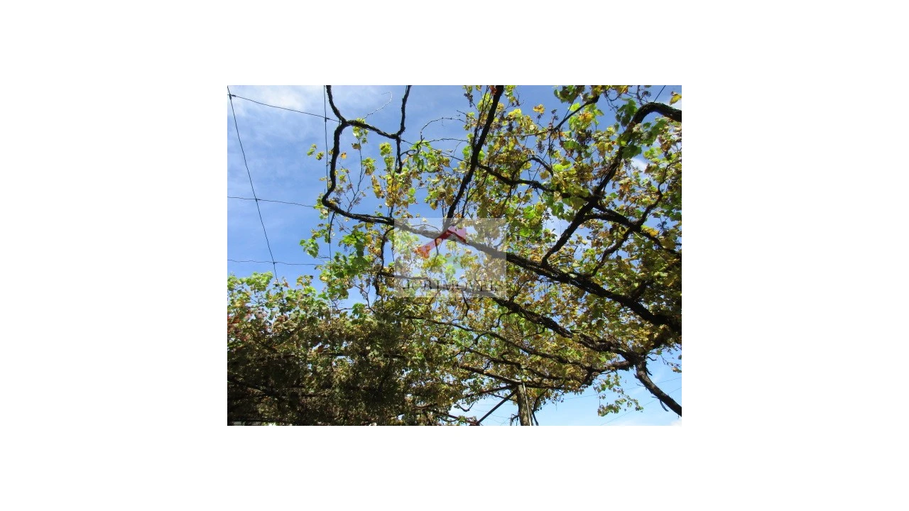 Quinta T5 para Venda em Roriz Foto 2