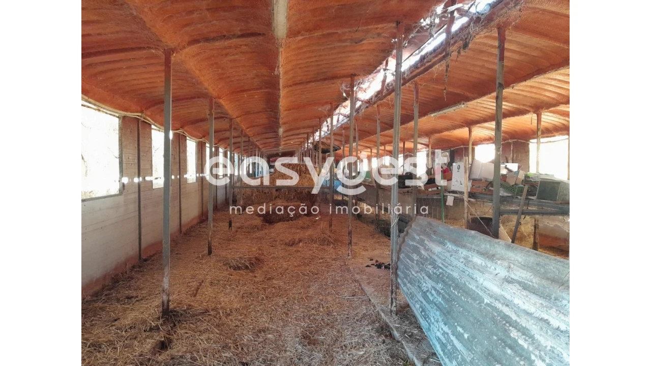 Terreno Agricola ou Rústico para Venda em Beringel Foto 3