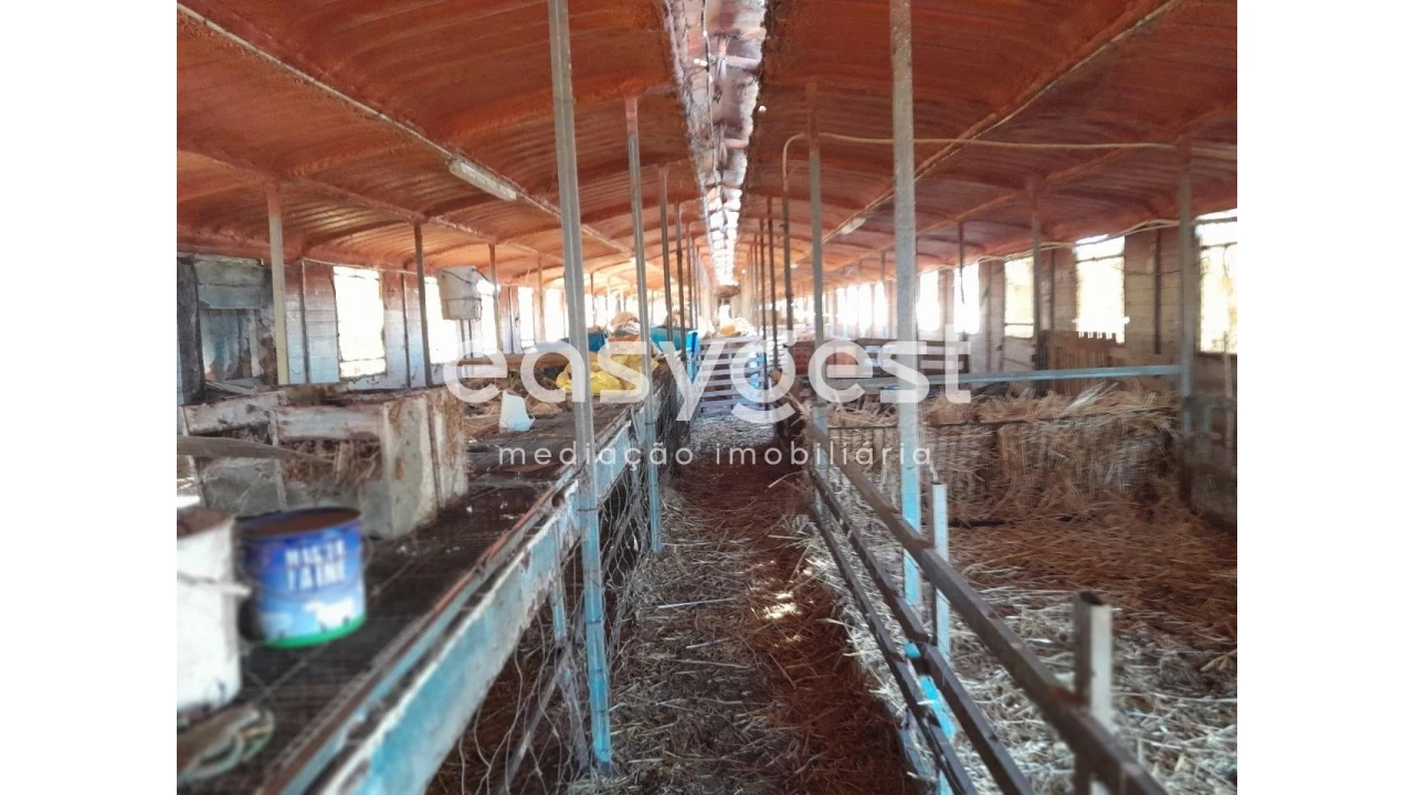 Terreno Agricola ou Rústico para Venda em Beringel Foto 14