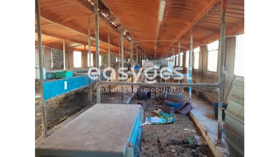 Terreno Agricola ou Rústico para Venda em Beringel Foto 4