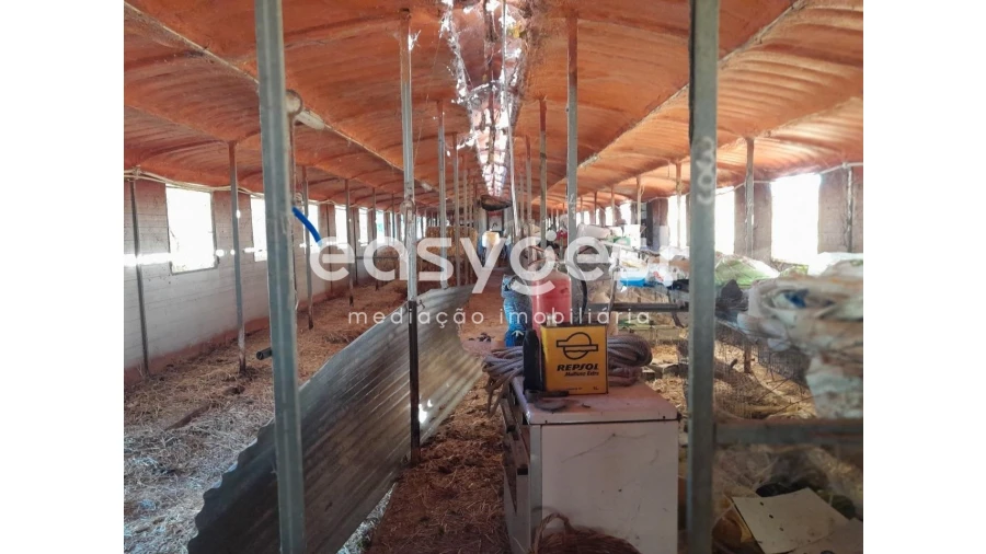 Terreno Agricola ou Rústico para Venda em Beringel Foto 6