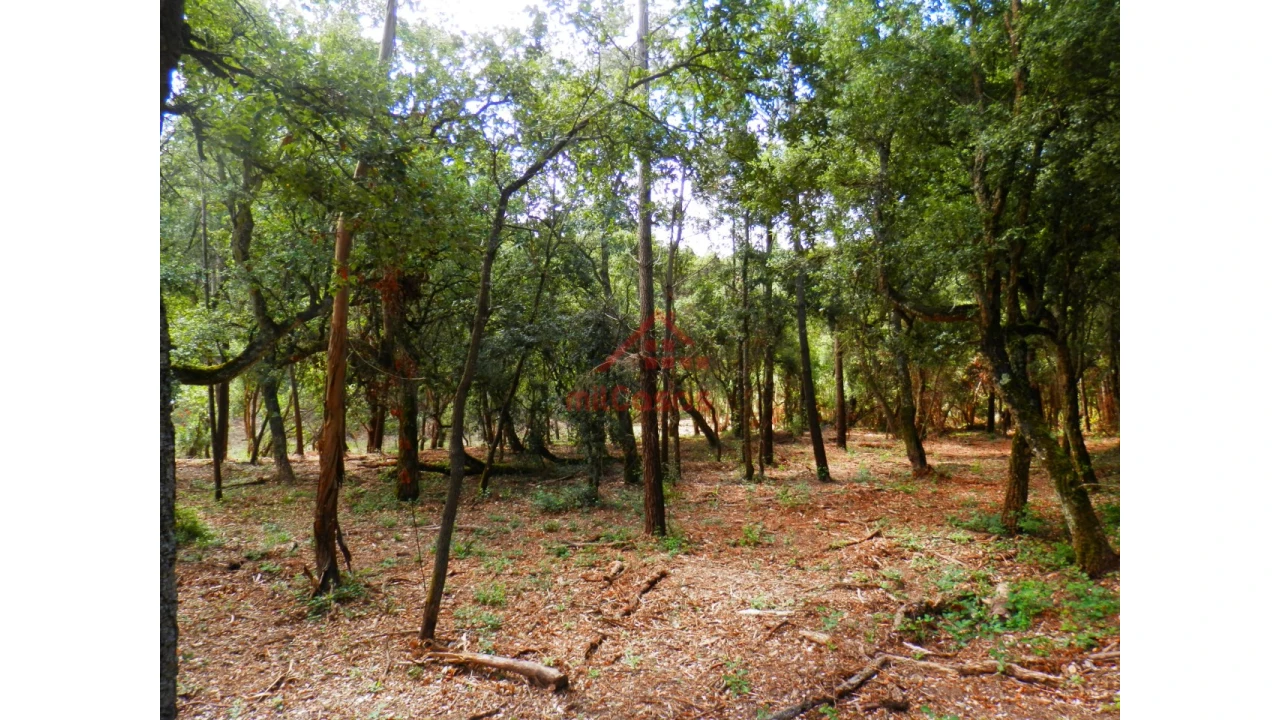 Terreno Agricola ou Rústico para Venda em Mafra Foto 4
