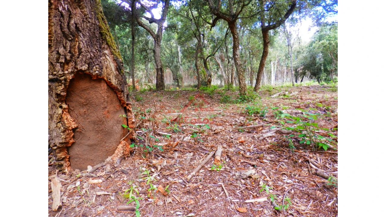 Terreno Agricola ou Rústico para Venda em Mafra Foto 5