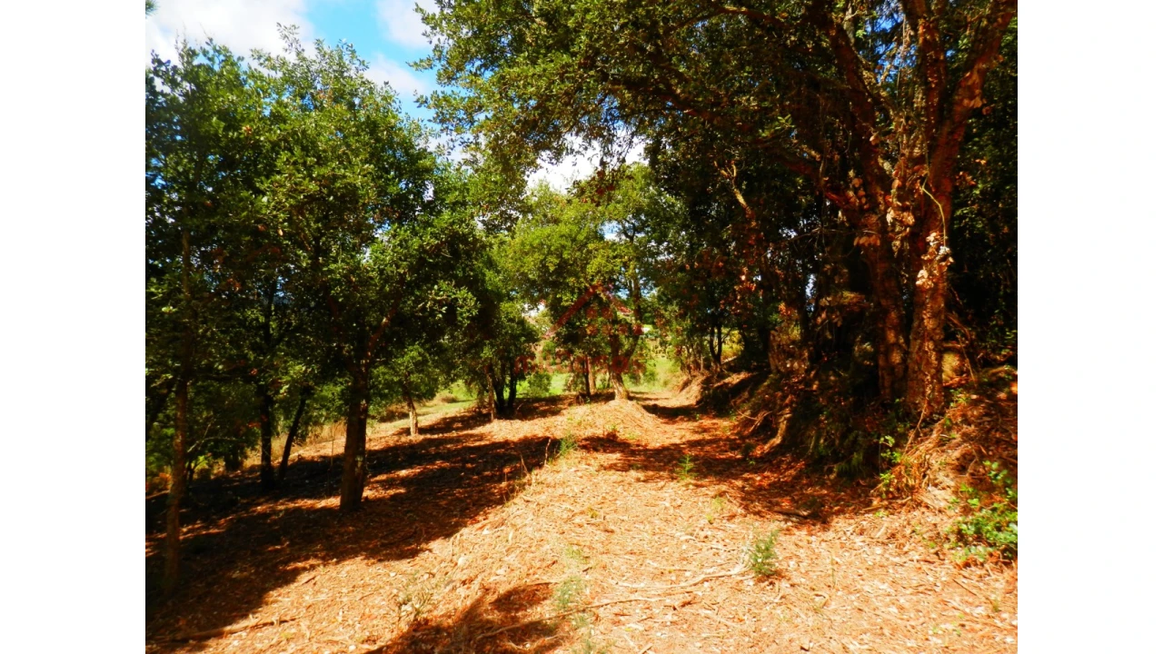 Terreno Agricola ou Rústico para Venda em Mafra Foto 6