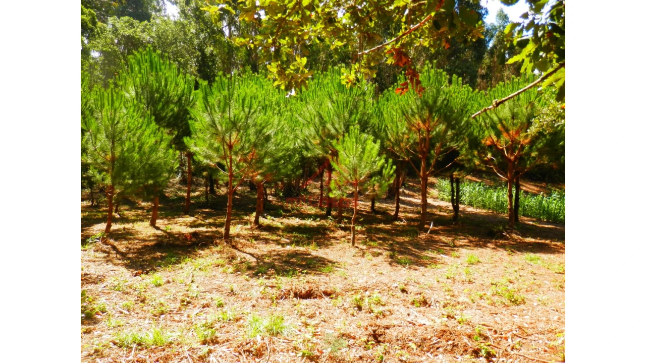 Terreno Agricola ou Rústico para Venda em Mafra Foto 12