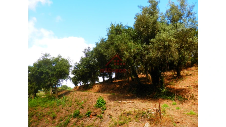 Terreno Agricola ou Rústico para Venda em Mafra Foto 7