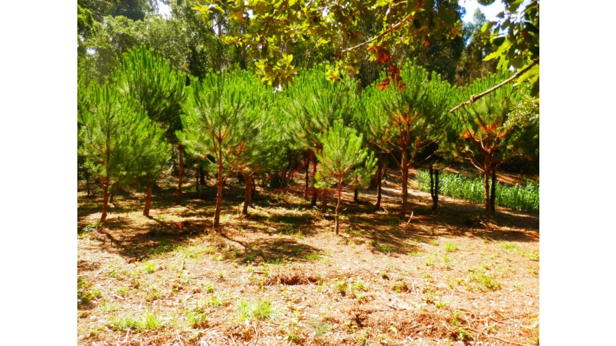Terreno Agricola ou Rústico para Venda em Mafra Foto 12
