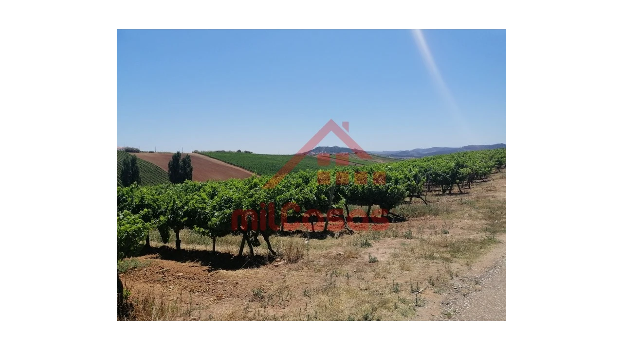 Terreno para Venda em Freiria Foto 18