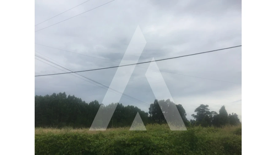 Terreno para Venda em Bustos, Troviscal e Mamarrosa Foto 4