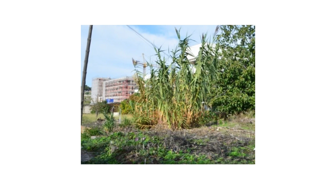 Terreno Agricola ou Rústico para Venda em Ajuda Foto 6