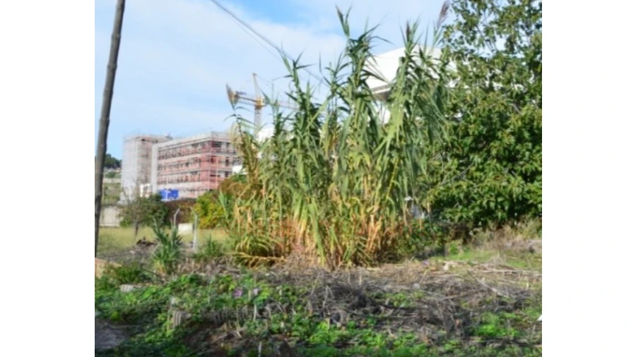 Terreno Agricola ou Rústico para Venda em Ajuda Foto 6