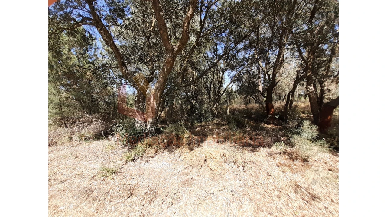 Terreno Agricola ou Rústico para Venda em Pinhal Novo Foto 4