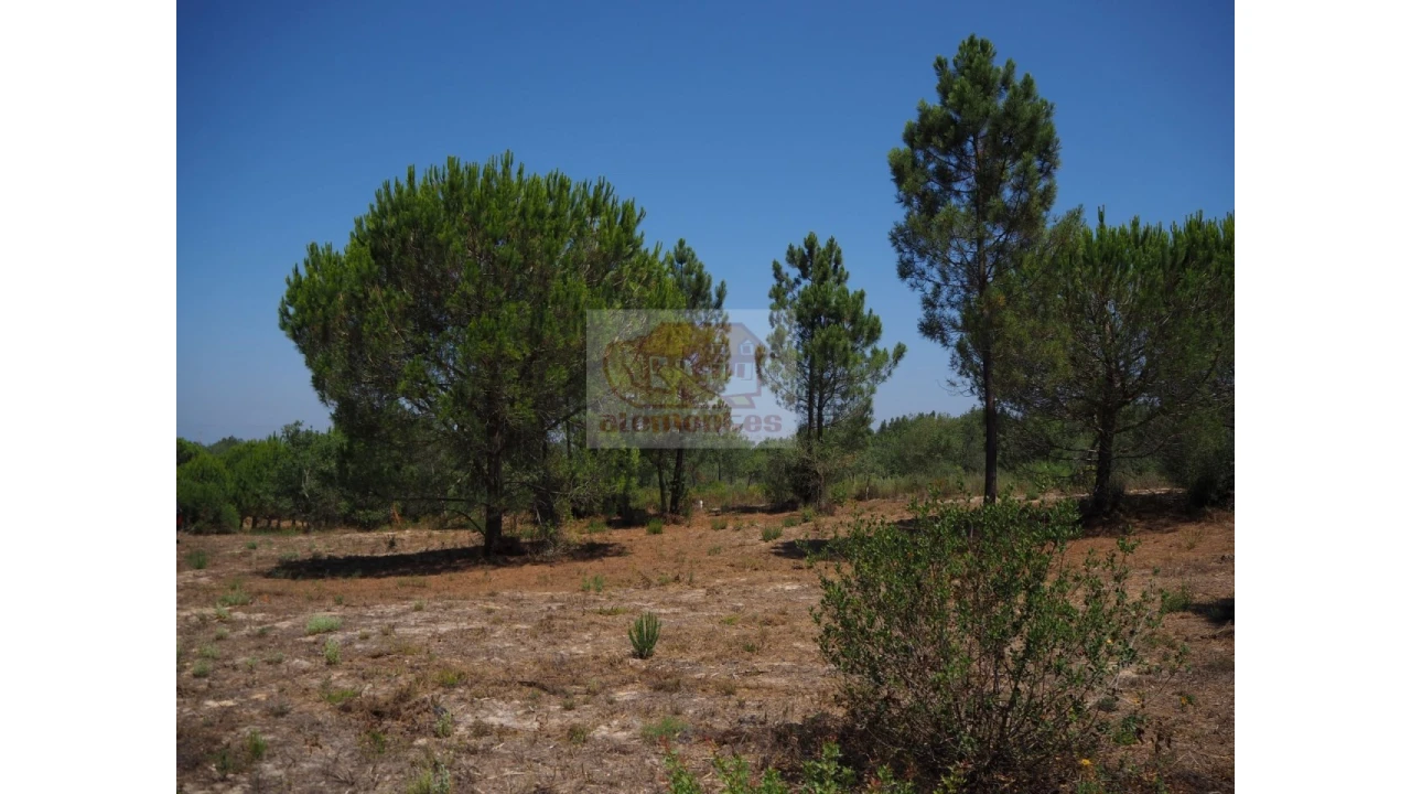 Terreno Agricola ou Rústico para Venda em Melides Foto 2