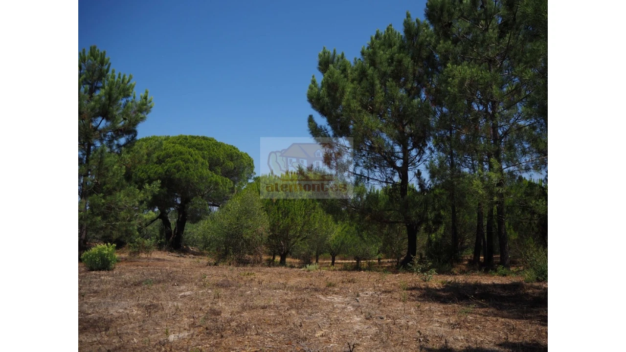 Terreno Agricola ou Rústico para Venda em Melides Foto 7