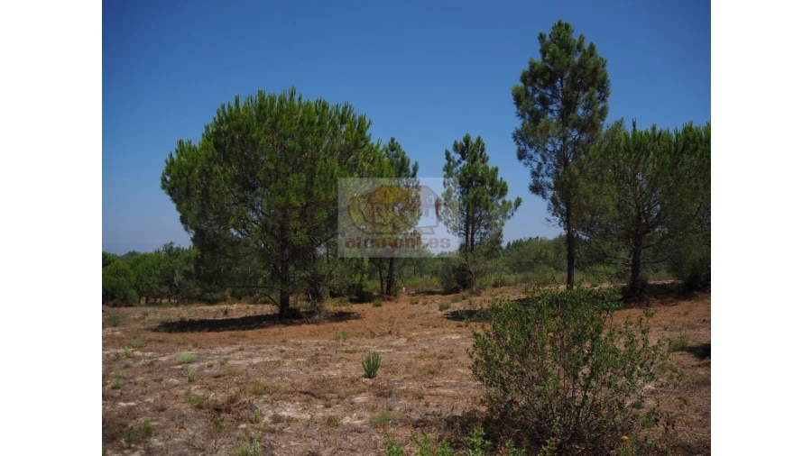 Terreno Agricola ou Rústico para Venda em Melides Foto 2