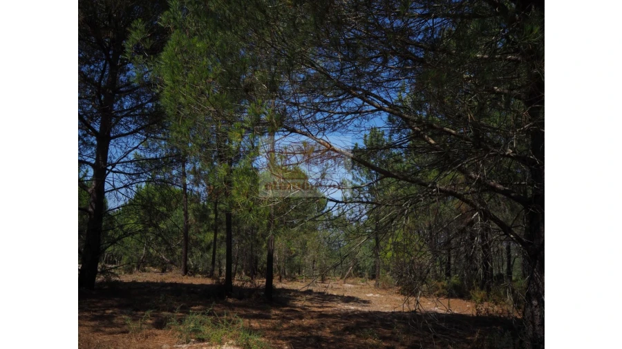 Terreno Agricola ou Rústico para Venda em Melides Foto 3