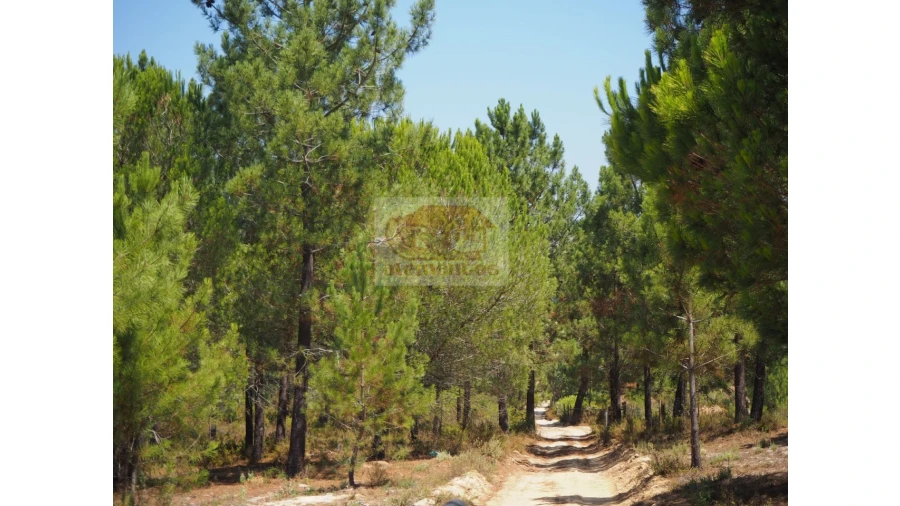 Terreno Agricola ou Rústico para Venda em Melides Foto 4