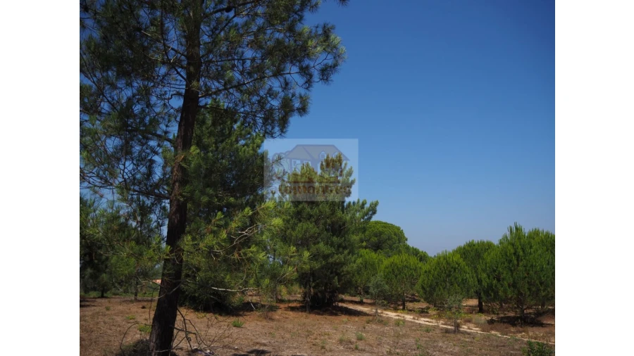 Terreno Agricola ou Rústico para Venda em Melides Foto 5