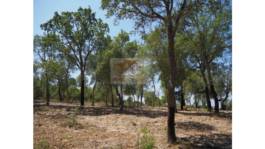 Terreno Agricola ou Rústico para Venda em Melides Foto 6