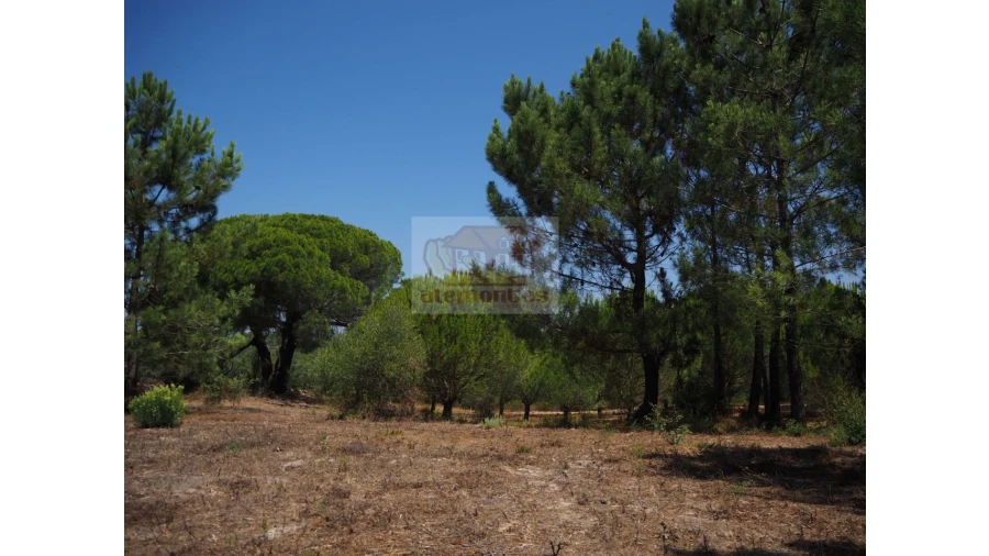 Terreno Agricola ou Rústico para Venda em Melides Foto 7
