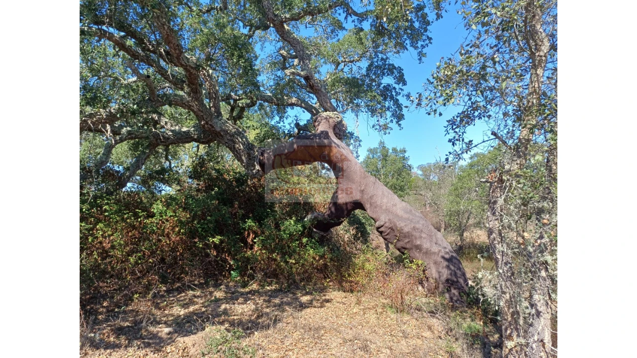 Terreno Misto para Venda em Grândola e Santa Margarida da Serra Foto 7