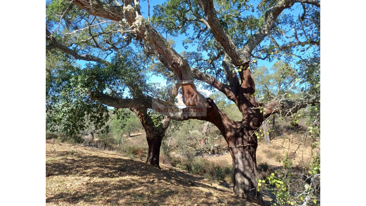 Terreno Misto para Venda em Grândola e Santa Margarida da Serra Foto 4