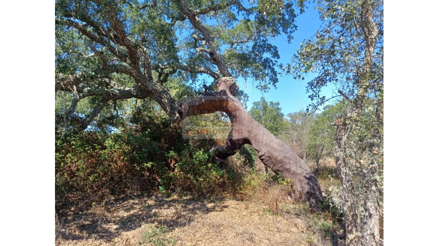 Terreno Misto para Venda em Grândola e Santa Margarida da Serra Foto 7