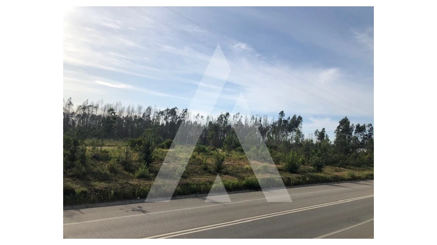 Terreno para Venda em Macinhata do Vouga Foto 3