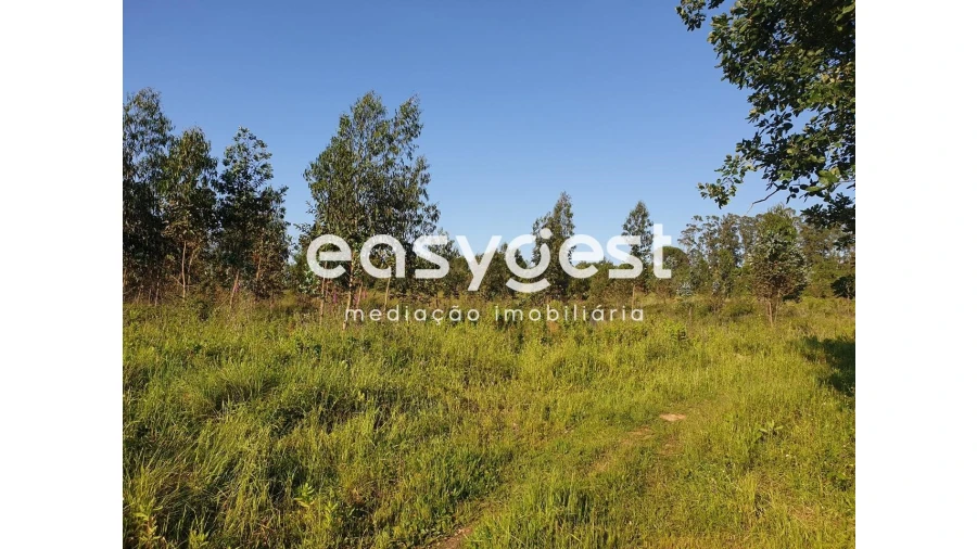 Terreno Agricola ou Rústico para Venda em Soure Foto 2