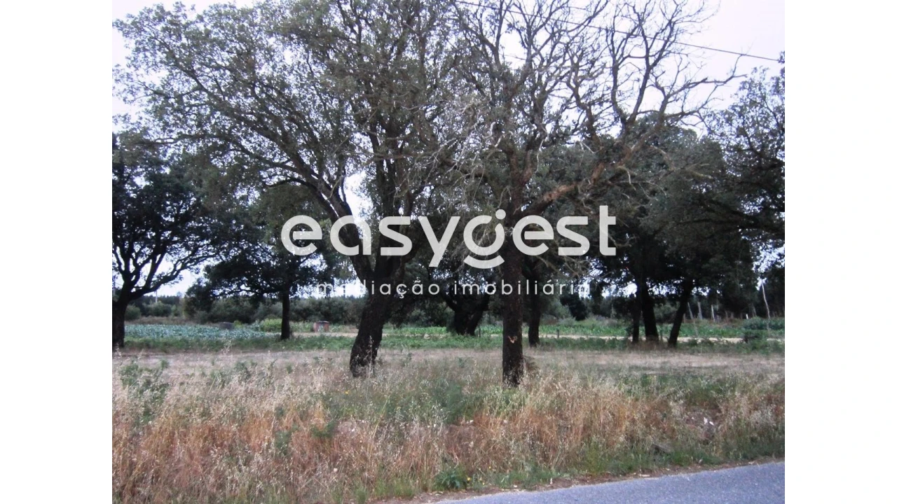 Terreno Agricola ou Rústico para Venda em Mira Foto 2