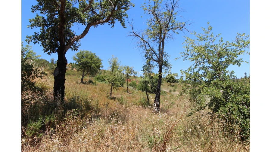 Terreno Misto para Venda em Alferce Foto 12