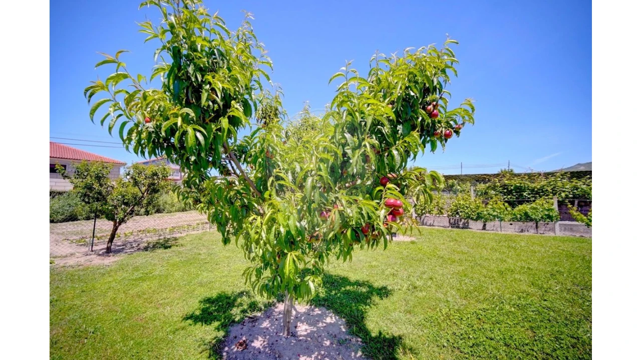 Moradia T4 para Venda em Lama de Arcos Foto 38