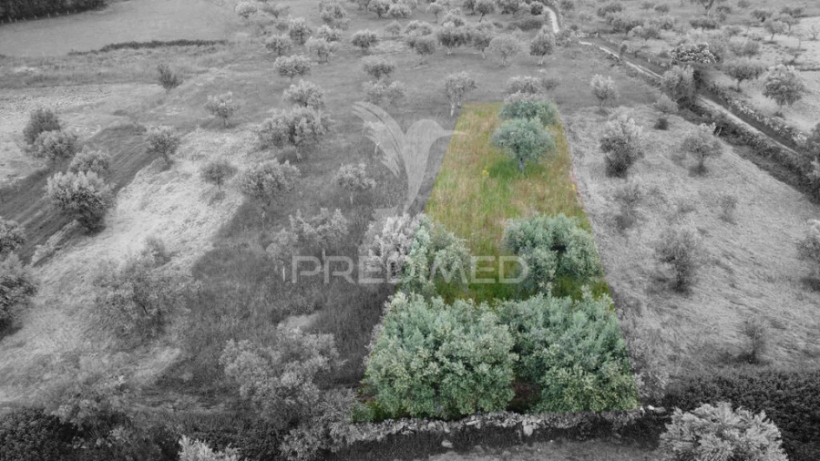 Terreno para Venda em Açores e Velosa Foto 4