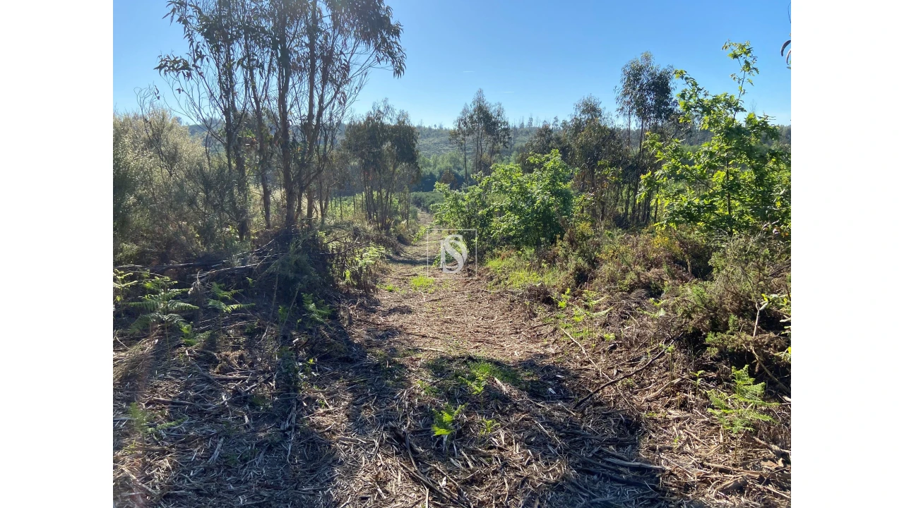 Terreno para Venda em Tonda Foto 6
