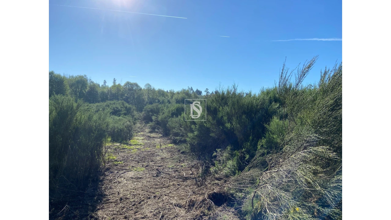 Terreno para Venda em Tonda Foto 7