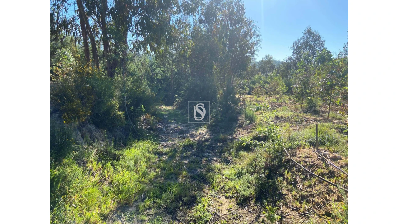 Terreno para Venda em Tonda Foto 4