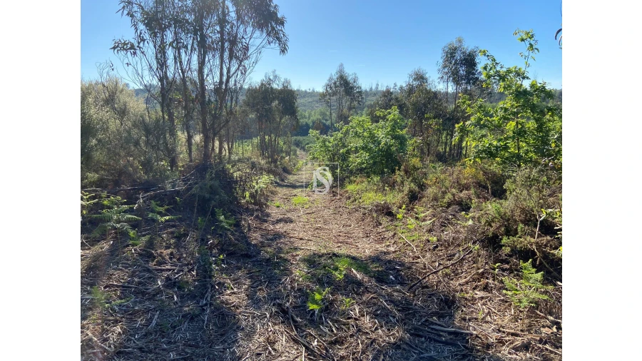 Terreno para Venda em Tonda Foto 6