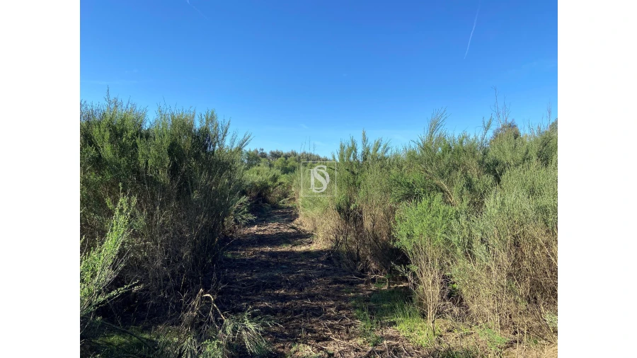 Terreno para Venda em Tonda Foto 14