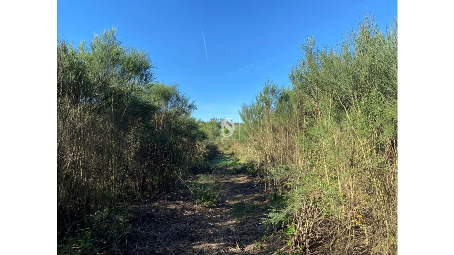 Terreno para Venda em Tonda Foto 11