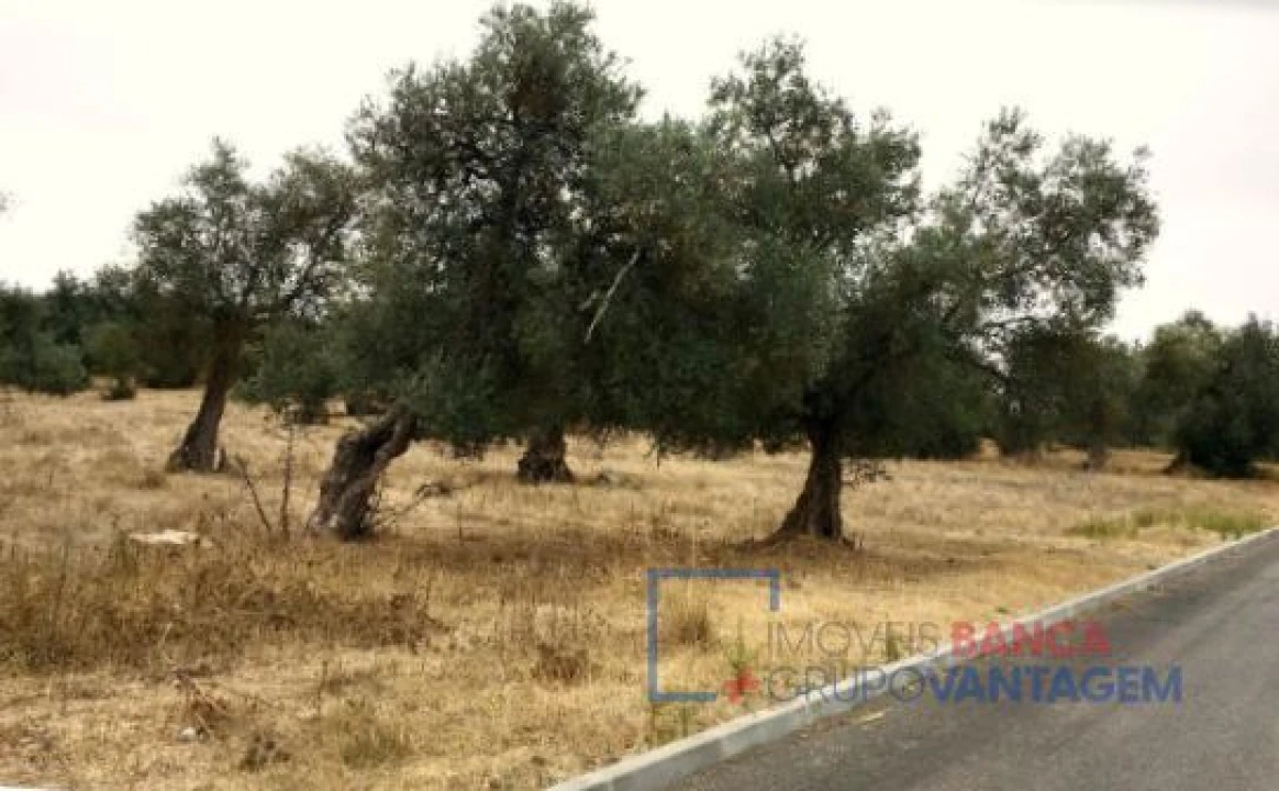 Terreno para Venda em Serpa (Salvador e Santa Maria) Foto 5