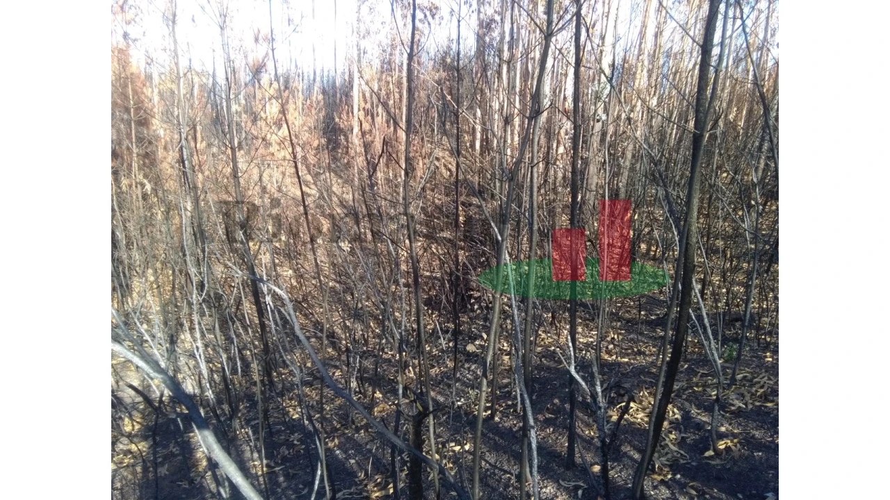 Terreno para Venda em Cardigos Foto 6