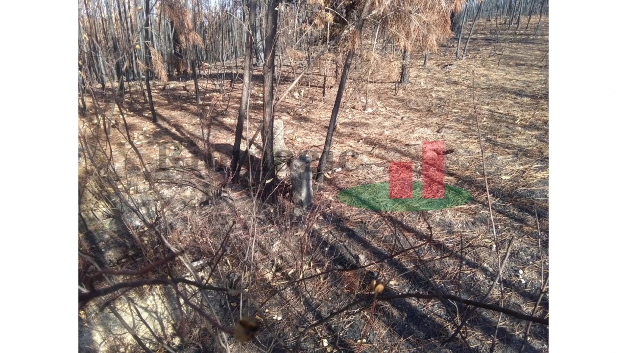 Terreno para Venda em Cardigos Foto 2