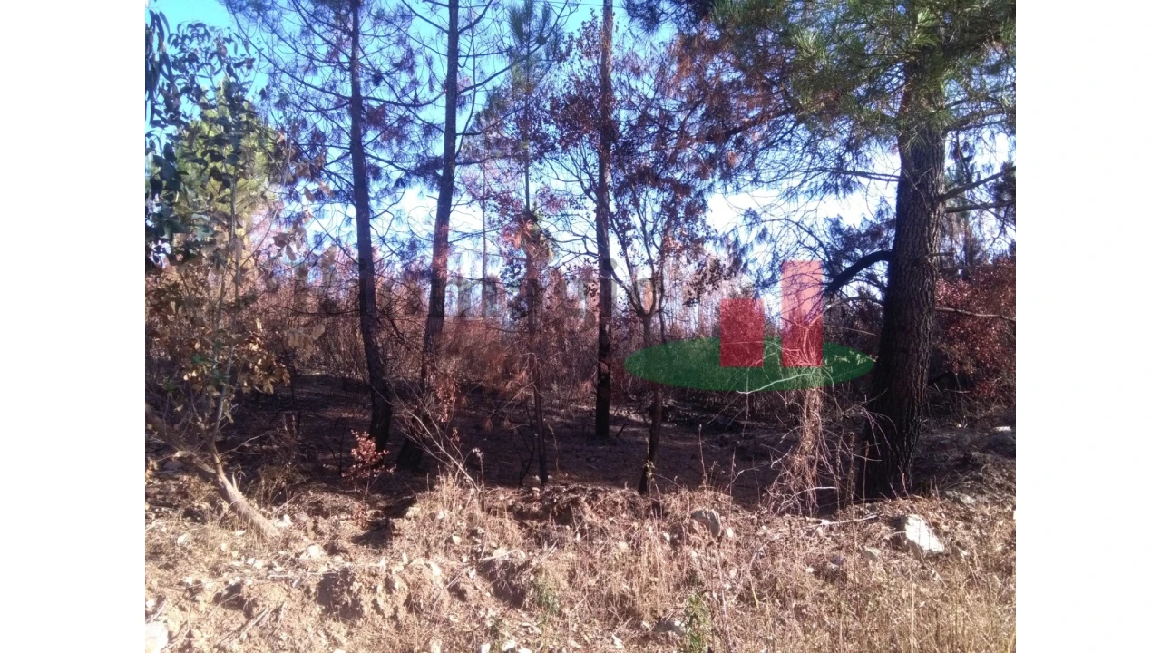 Terreno para Venda em Cardigos Foto 4