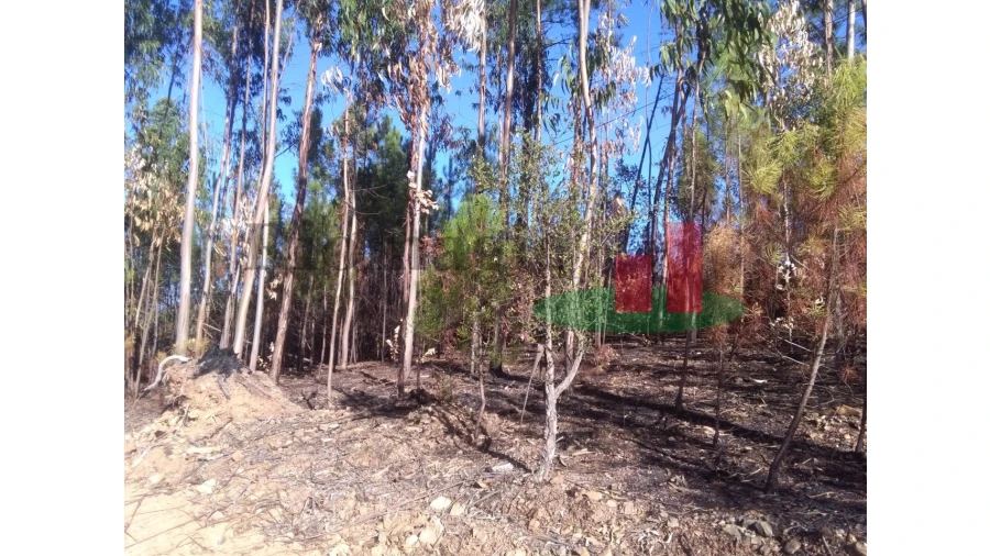 Terreno para Venda em Cardigos Foto 3
