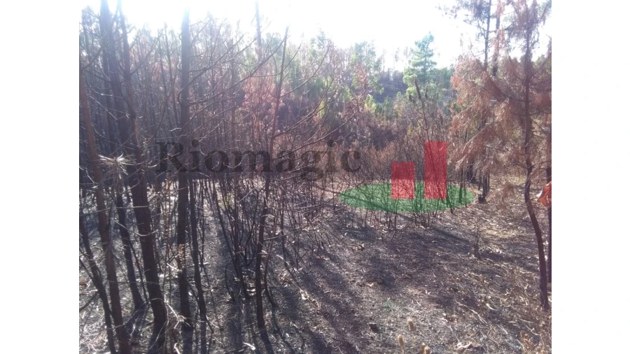 Terreno para Venda em Cardigos Foto 7